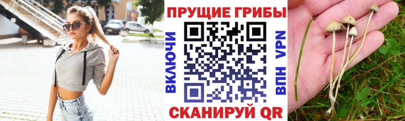 Галлюциногенные грибы Psilocybe  Устюжна 